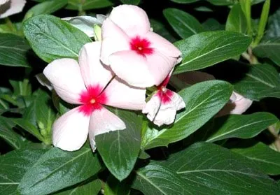 Catharanthus ampelnye növekvő magról otthon (magok) Catharanthus ampelnye növekvő magról otthon