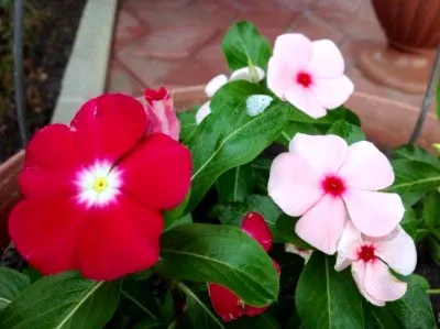 Catharanthus ampelnye növekvő magról otthon (Catharanthus) Catharanthus ampelnye növekvő magról otthon
