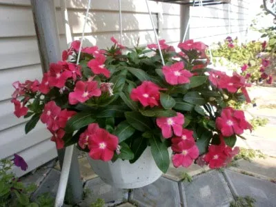 Catharanthus ampelnye növekvő magról otthon (Catharanthus) Catharanthus ampelnye növekvő magról otthon