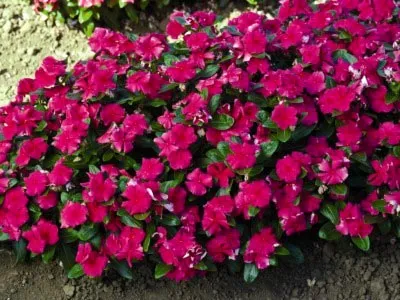 Catharanthus ampelnye növekvő magról otthon (Catharanthus) Catharanthus ampelnye növekvő magról otthon