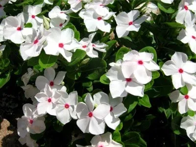 Catharanthus ampelnye növekvő magról otthon (növekvő) Catharanthus ampelnye növekvő magról otthon