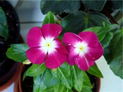 Catharanthus ampelnye növekvő magról otthon (home) Catharanthus ampelnye növekvő magról otthon