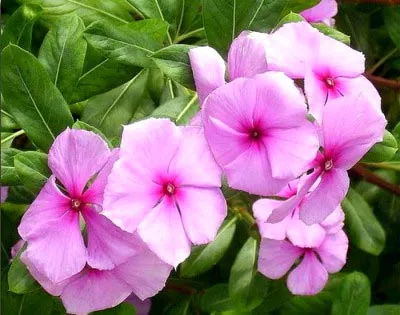 Catharanthus ampelnye növekvő magról otthon (ampelnye) Catharanthus ampelnye növekvő magról otthon