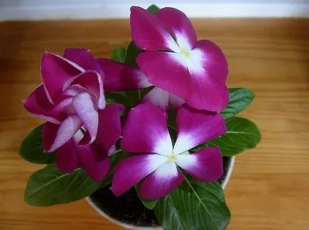 Catharanthus növekvő magról otthon - több információt! (Növekvő) Catharanthus növekvő magról otthon - több információt!