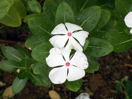 Catharanthus ampelnye - növekvő magról képet Catharanthus virág Catharanthus - ellátás az otthoni (a mag) Catharanthus ampelnye - növekvő magról képet Catharanthus virág Catharanthus - otthoni gondozást