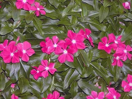 Catharanthus ampelnye - növekvő magról képet Catharanthus virág Catharanthus - ellátás az otthoni (a mag) Catharanthus ampelnye - növekvő magról képet Catharanthus virág Catharanthus - otthoni gondozást