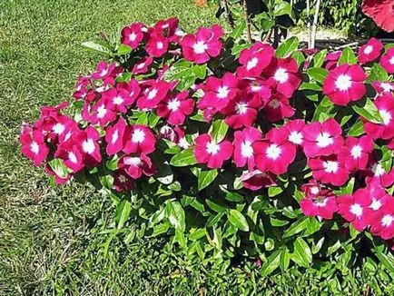 Catharanthus faj, tenyésztés, gondozás és ápolása magvak otthon