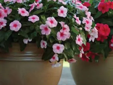 Catharanthus faj, tenyésztés, gondozás és ápolása magvak otthon