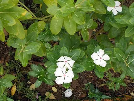 Catharanthus ampelnye - növekvő magról képet Catharanthus, Catharanthus virág - ellátás az otthoni (ampelnye) Catharanthus ampelnye - növekvő magról képet Catharanthus virág Catharanthus - otthoni gondozást