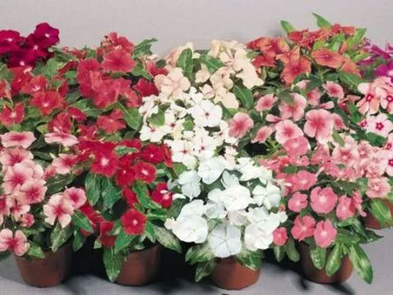 Catharanthus faj, tenyésztés, gondozás és ápolása magvak otthon
