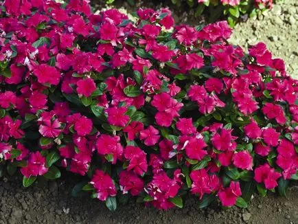 Catharanthus növekvő magról otthon - több információt! (Növekvő) Catharanthus növekvő magról otthon - több információt!