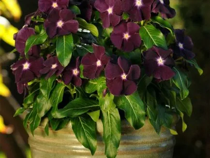 Catharanthus faj, tenyésztés, gondozás és ápolása magvak otthon