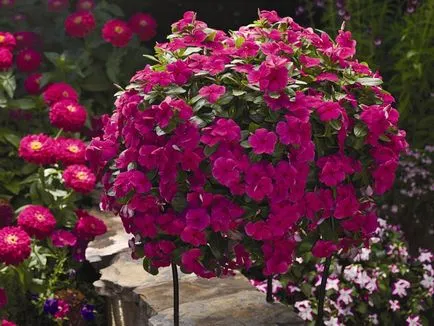 Catharanthus faj, tenyésztés, gondozás és ápolása magvak otthon