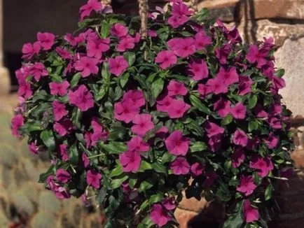 Catharanthus faj, tenyésztés, gondozás és ápolása magvak otthon
