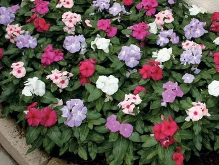 Catharanthus faj, tenyésztés, gondozás és ápolása magvak otthon