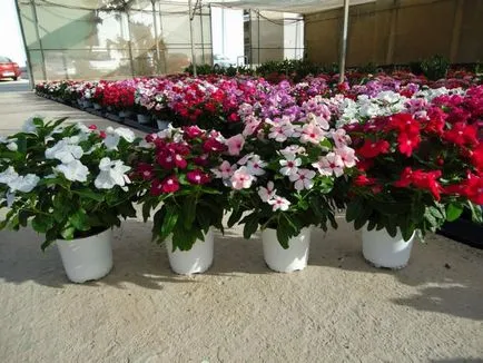 Catharanthus növekvő magról otthon - több információt! (Növekvő) Catharanthus növekvő magról otthon - több információt!