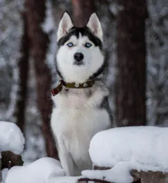 Becenevek husky fiúk és a lányok, amelynek értéke