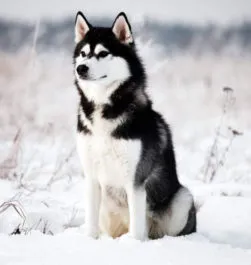 Becenevek husky fiúk és a lányok, amelynek értéke
