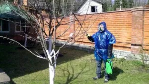 Mikor és hogyan kell permetezni gyümölcsfák tanácsot kertészek (gyümölcs) Mikor és hogyan kell permetezni gyümölcsfák tanácsot kertészek