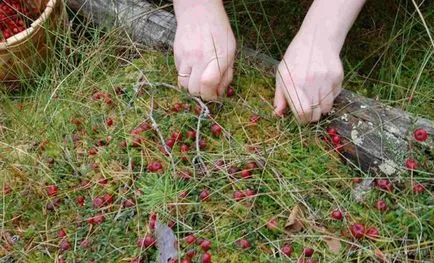 Cranberry hogyan és hol növekszik, ha éretten betakarított, Magyarországon a szezon