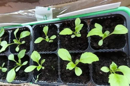 Amikor a növény asters palánta - ültetés dátumokat, lépésről lépésre