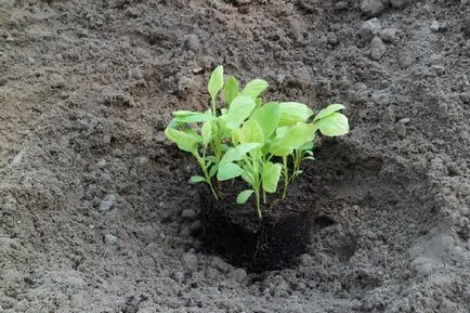 Amikor a növény asters palánta - ültetés dátumokat, lépésről lépésre