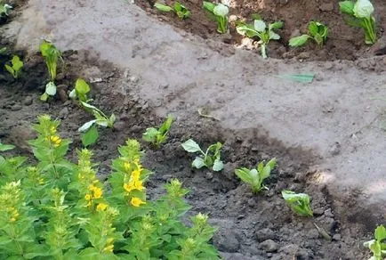 Amikor a növény asters palánta - ültetés dátumokat, lépésről lépésre
