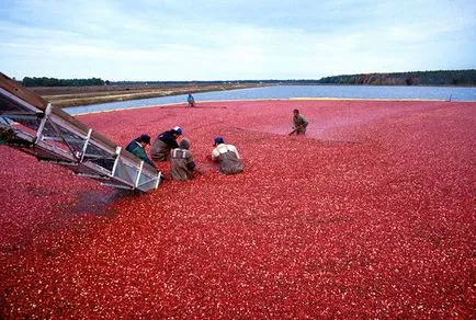 Cranberry hogyan és hol növekszik, ha éretten betakarított, Magyarországon a szezon