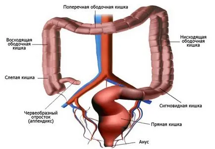 Colon - hardver megtisztulás salakból