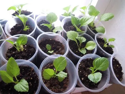 Amikor a növény asters palánta - ültetés dátumokat, lépésről lépésre