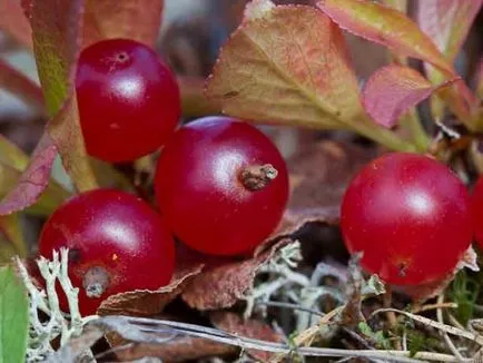 Cranberry hogyan és hol növekszik, ha éretten betakarított, Magyarországon a szezon