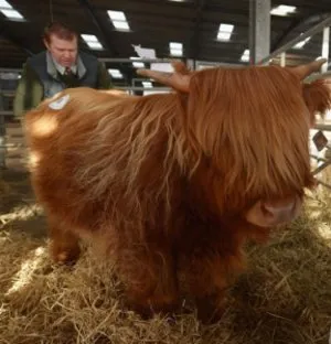Highland tehén extenzív gazdálkodási tevékenység (tehén fajta Highland) Highland tehén extenzív gazdálkodás akcióban