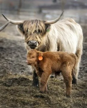 Highland tehén extenzív gazdálkodási tevékenység (tehén fajta Highland) Highland tehén extenzív gazdálkodás akcióban