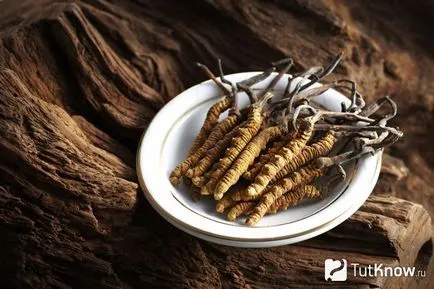 Cordyceps „Tiens” kapszula, áttekintésre, árlista