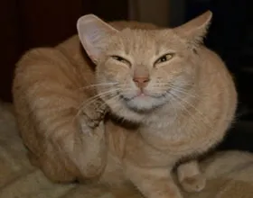 Cat megrázza a fejét, és megvakarja a fülét, és oka aggódni, hogy szükség van egy macska és egy macska (idegen test víz) Cat megrázza a fejét, és megvakarja a fülét, és oka aggódni, hogy szükség van egy macska és egy macska
