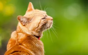 Cat sír egy szem, a világ a kutyák és macskák