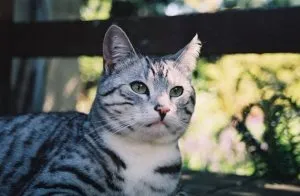 Cat sír egy szem, a világ a kutyák és macskák