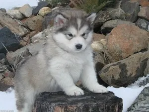 Gyönyörű becenevek Husky kiskutyák
