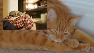 A macska alszik egy ember, egy fej jel