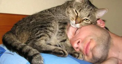 A macska alszik egy ember, egy fej jel