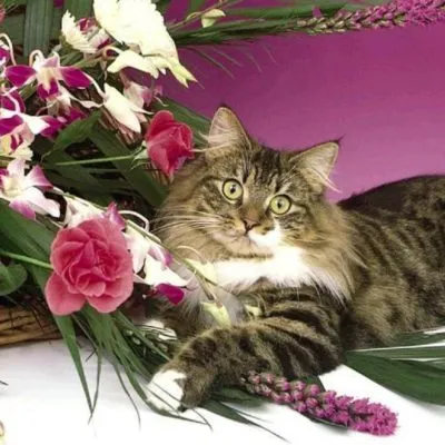Cat mérgezett, hogy mit lehet csinálni otthon, 7 fényképek, videók (mérgezett) Cat mérgezett, hogy mit lehet csinálni otthon, 7 fényképek, videók