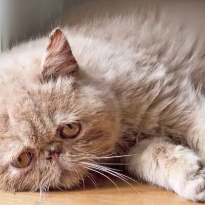Cat mérgezett, hogy mit lehet csinálni otthon, 7 fényképek, videók (mérgezett) Cat mérgezett, hogy mit lehet csinálni otthon, 7 fényképek, videók