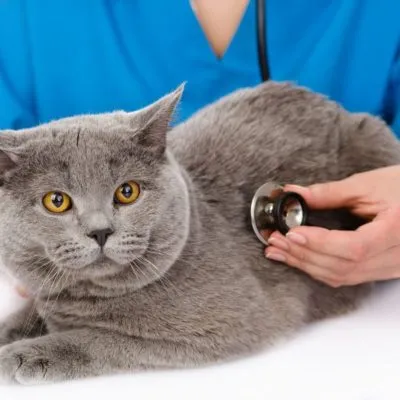 Cat mérgezett, hogy mit lehet csinálni otthon, 7 fényképek, videók (mérgezett) Cat mérgezett, hogy mit lehet csinálni otthon, 7 fényképek, videók