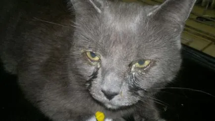 Cat borzongás álmában mintha hideg volt, és lefagy (jogi aktusok pubertás) Cat borzongás álmában mintha hideg volt, és fázik