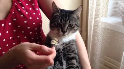Cat mérgezett, hogy mit lehet csinálni otthon, 7 fényképek, videók (do) Cat mérgezett, hogy mit lehet csinálni otthon, 7 fényképek, videók
