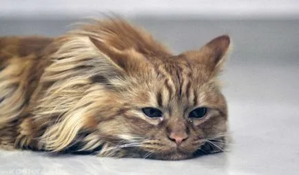 Cat borzongás álmában mintha hideg volt, és lefagy (jitter) Cat borzongás álmában mintha hideg volt, és fázik