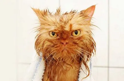 Cat megrázza a fejét, és megvakarja a füle, mint kezelni otthon
