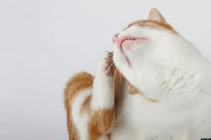 Cat megrázza a fejét, és megvakarja a füle, mint kezelni otthon