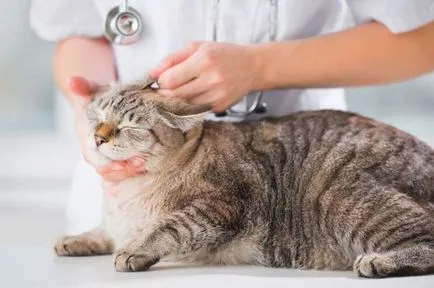 Cat megrázza a fejét, és megvakarja a füle, mint kezelni otthon