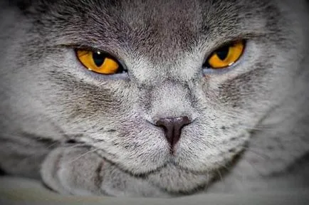 Macskaszem fotó